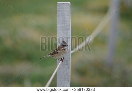 Rufous-collared Sparrow Zonotrichia Capensis Perched On Rope. Otway Sound And Penguin Reserve. Magal