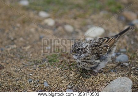 Juvenile Rufous-collared Sparrow Zonotrichia Capensis Eating. Otway Sound And Penguin Reserve. Magal