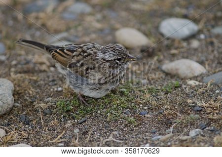 Juvenile Rufous-collared Sparrow Zonotrichia Capensis Eating. Otway Sound And Penguin Reserve. Magal