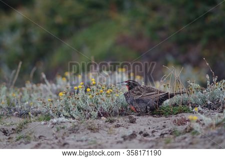 Long-tailed Meadowlark Leistes Loyca . Otway Sound And Penguin Reserve. Magallanes Province. Magalla