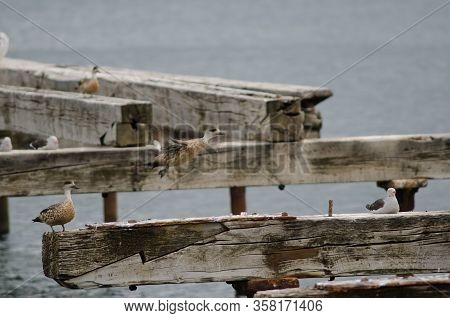 Patagonian Crested Ducks Lophonetta Specularoides Specularoides And Dolphin Gull Leucophaeus Scoresb