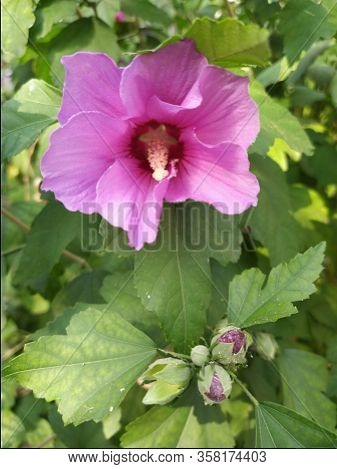 Bright Pink Large Flower Of Purple Hibiscus Hibiscus Rose Sinensis On Green Leaves Natural Backgroun