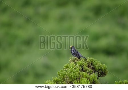 Band-tailed Sierra Finch Phrygilus Alaudinus Bipartitus. Male Singing. Putre. Arica Y Parinacota Reg