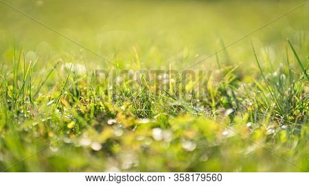 Green fresh grass with selective focus