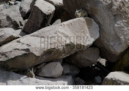 Southern Viscachas Lagidium Viscacia Resting Between Rocks. Las Cuevas. Lauca National Park. Arica Y