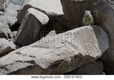 Southern Viscacha Lagidium Viscacia On A Rock. Las Cuevas. Lauca National Park. Arica Y Parinacota R