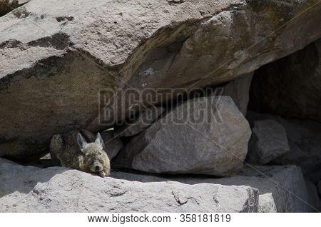 Southern Viscacha Lagidium Viscacia Resting Between Rocks. Las Cuevas. Lauca National Park. Arica Y 