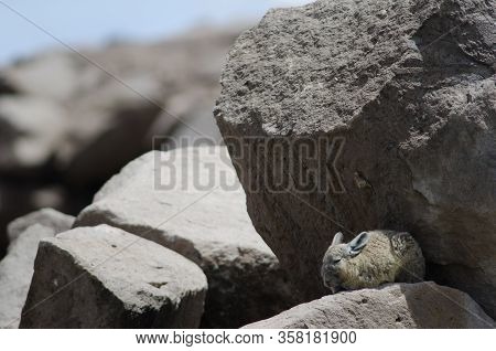 Southern Viscacha Lagidium Viscacia Resting Between Rocks. Las Cuevas. Lauca National Park. Arica Y 