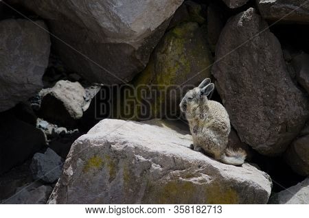 Southern Viscacha Lagidium Viscacia On A Rock. Las Cuevas. Lauca National Park. Arica Y Parinacota R