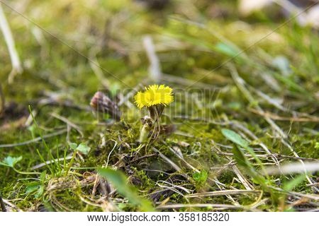 Blooming In Early Spring Bush Coltsfoot. Beautiful Yellow Coltsfoot Flower. Tussilago Farfara Coltsf