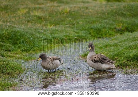 Sharp-winged Teals Anas Flavirostris Oxyptera On A Pond. Parinacota. Lauca National Park. Arica Y Pa
