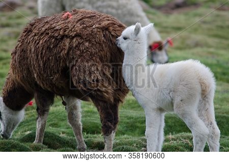 Young Alpaca Vicugna Pacos With Her Mother. Parinacota. Lauca National Park. Arica Y Parinacota Regi