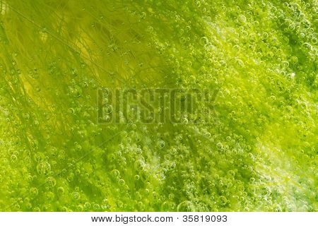 alga ulva astratto con molte bollicine all'interno