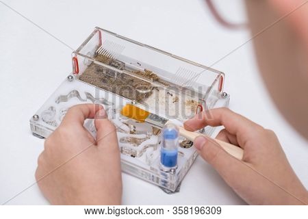 A Boy Feeding And Taking Care Of Ants Messor In Acrillic Ant Farm, Formicarium.