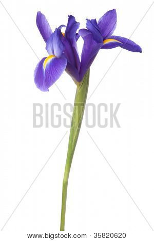Blå iris eller blueflag blomst isoleret på hvid baggrund