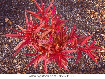Dragon Breath Plant With Flaming Red Color Against A Stoney Background