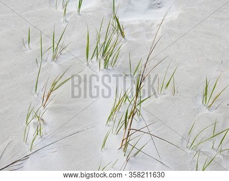 Hardy Grass Growing On A Wind Swept Sandy Beach In New Smyrna Beach, Florida