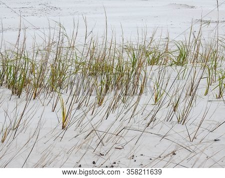 Hardy Grass Growing On A Wind Swept Sandy Beach In New Smyrna Beach, Florida