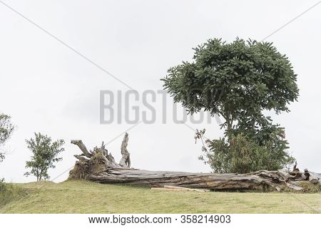 Shrubs And Fallen Tree Trunk In Nemocon, Cundinamarca, Colombia