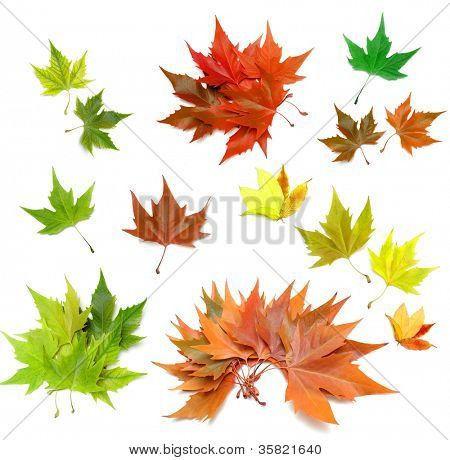 Leaf