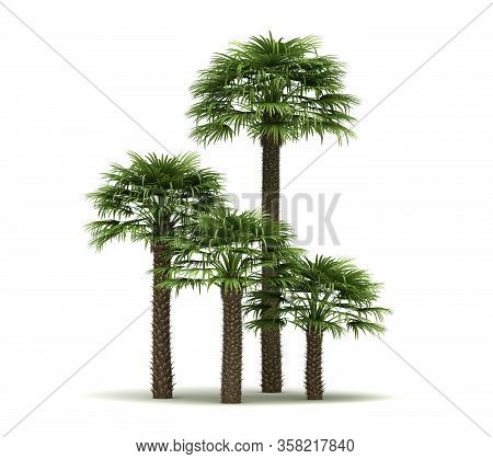 Chamaerops Palm Trees (isolated On White Background)