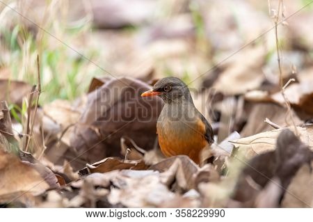 Abyssinian Thrush (turdus Abyssinicus) Is A Passerine Bird In The Family Turdidae. Ethiopia, Gondar,