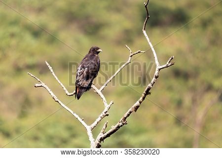 Bird Of Prey Augur Buzzard (buteo Augur),fairly Large African Bird Of Prey Perched On Tree. Wondo Ge