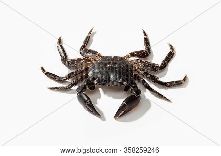 Common Shore Crab Isolated On White Background. Carcinus Maenas