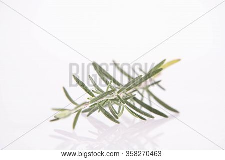 Rosemary (salvia Rosmarinus) Twig On A White Background