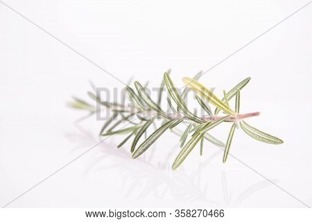 Rosemary (salvia Rosmarinus) Twig On A White Background