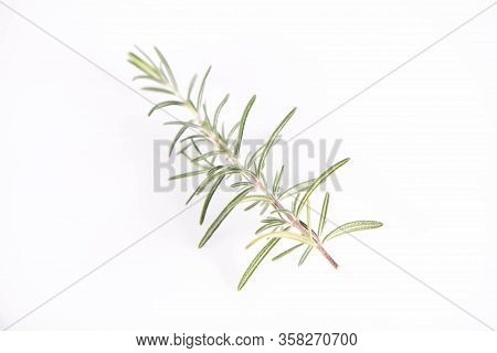 Rosemary (salvia Rosmarinus) Twig On A White Background