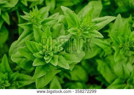 Close Up Green Spinach Bush On Blurred Background In The Garden