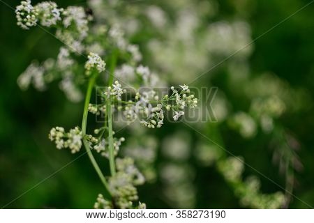 Small Close Up White Tiny Flowers On Green Blurred Background