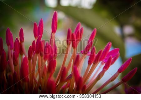 Beautiful View Of Ixora Coccinea Flowering Plant. Also Known As Jungle Geranium, Flame Of The Woods 