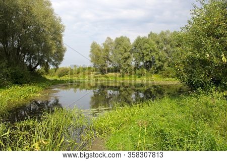 Wamp In The Spring Of The River Spill