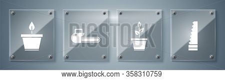 Set Garden Saw, Plant In Pot, Chainsaw And Plant In Pot. Square Glass Panels. Vector