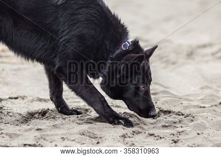German Black Shepherd On The Sandy Beatch Of Black Sea