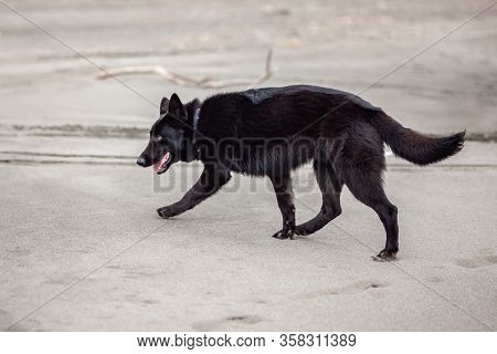 German Black Shepherd On The Sandy Beatch Of Black Sea
