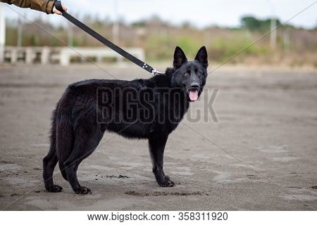 German Black Shepherd On The Sandy Beatch Of Black Sea