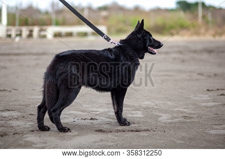 German Black Shepherd On The Sandy Beatch Of Black Sea