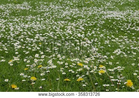Walk In The Breton Countryside In May. Nature In Bloom And Old Stone