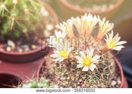 Yellow Blooming Cactus In A Pot, Mammillaria Elongata, Soft Focus.