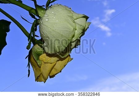 Two Very Pretty Colorful Rose Flower Close Up