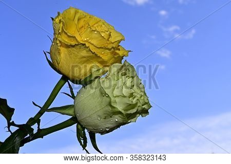 Two Beautiful  Colorful Rose Flower Close Up