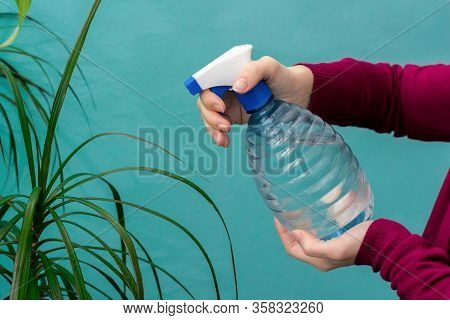 Close Up View Of A Female Hands, Which Are Spraying Water On Leaves Of Dracaena Plant At Home. Garde
