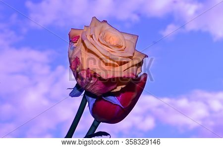 Very Nice Rose And Tulip Flower Close Up