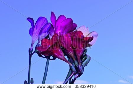 Colorful Freesia Flower Close Up In The Sunshine
