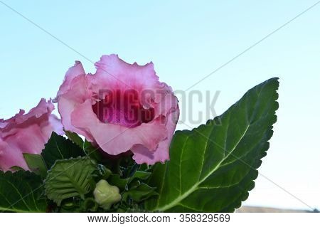Very Pretty Colorful Opened Garden Flower Close Up