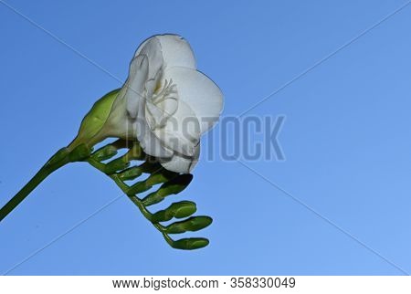 Very Nice White Freesia Flower Close Up