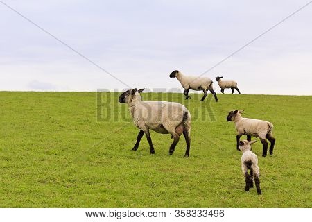 Flock Of Sheep Walking On Green Meadow In The Countryside In Lower Saxony, Germany.